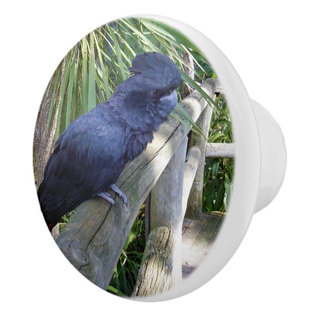 Australian Black Parrot, Ceramic Knob (Right)