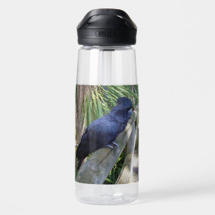 Australian Black Parrot, Water Bottle