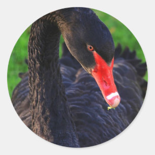 Australian Black Swan Classic Round Sticker