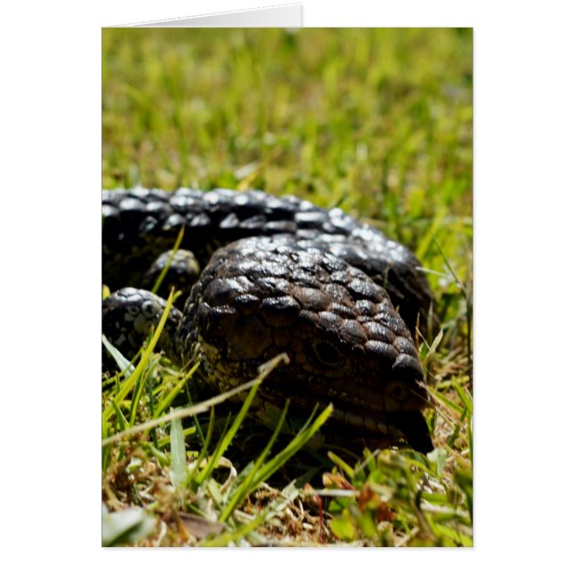 Australian Blue Tongue Lizard, (Front)