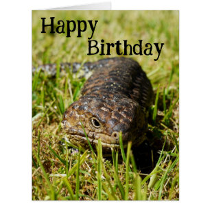Australian Blue Tongue Lizard, Birthday Cards