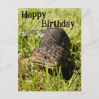 Australian Blue Tongue Lizard, Birthday Postcard
