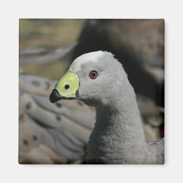 Australian Cape Barren Goose Magnet (Front)