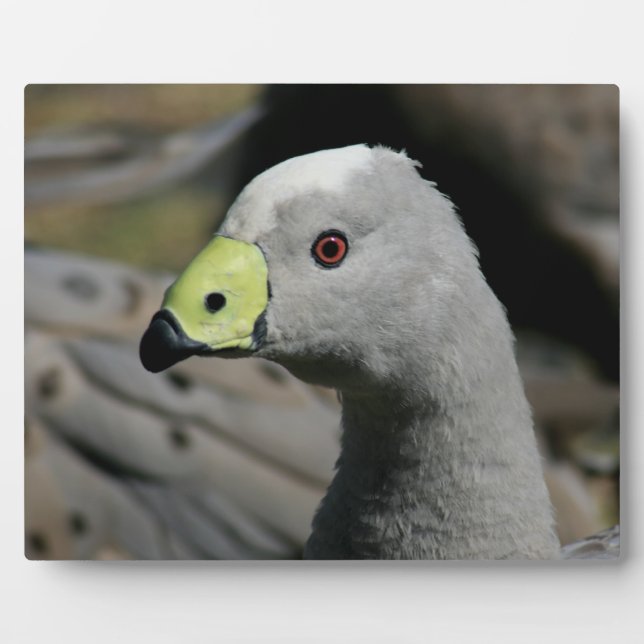 Australian Cape Barren Goose Plaque (Front)