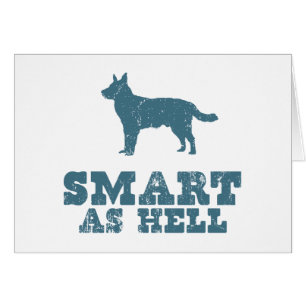 Australian Cattle Dog