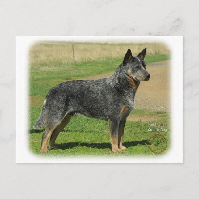 Australian Cattle Dog 9F060D-06 Postcard (Front)