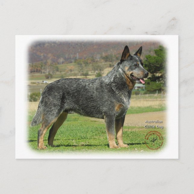 Australian Cattle Dog 9F060D-18 Postcard (Front)