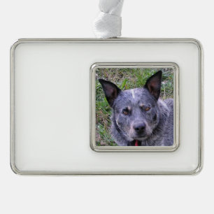 Australian_cattle_dog blue.png silver plated framed ornament