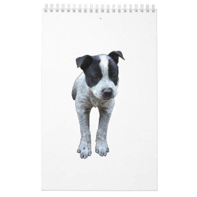 Australian Cattle Dog Calendar (Back)