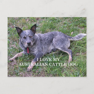 Australian cattle dog love w pic postcard