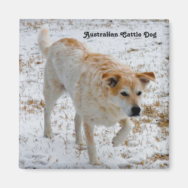 Australian Cattle Dog Magnet (Front)