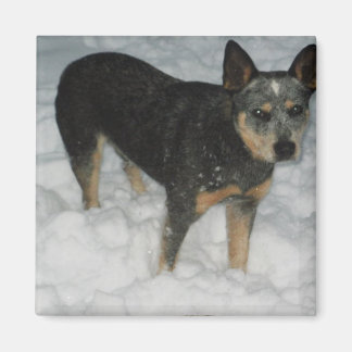 Australian Cattle Dog Magnet