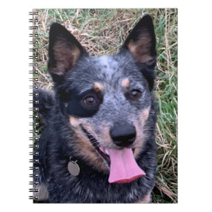 Australian Cattle Dog notebook