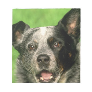 Australian Cattle Dog Notepad