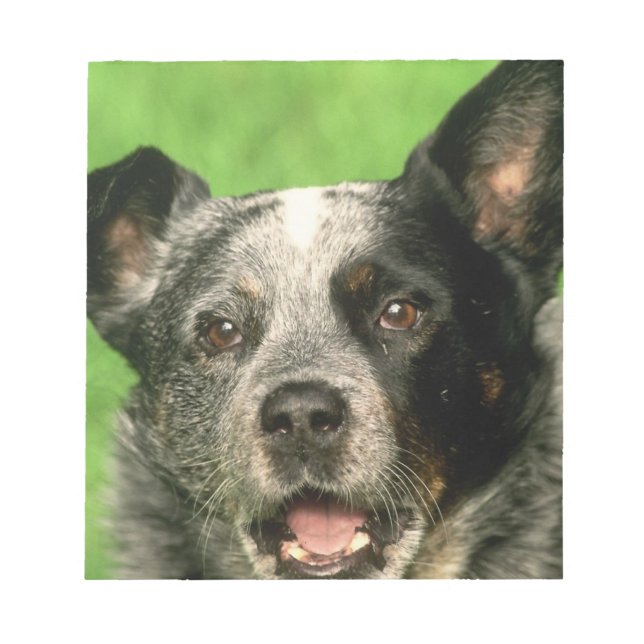 Australian Cattle Dog Notepad (Front)