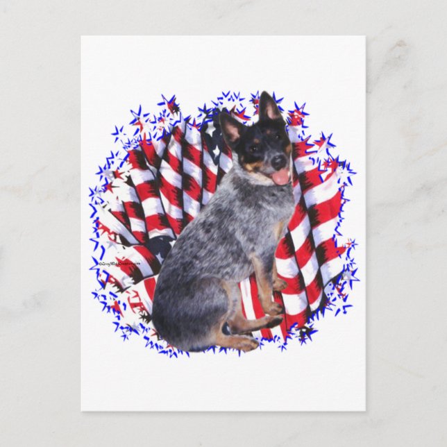 Australian Cattle Dog Patriot Postcard (Front)