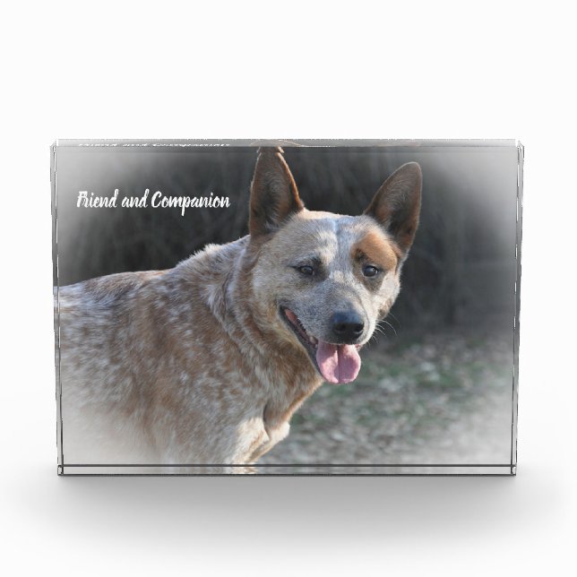 Australian Cattle Dog Photo Block (Front)
