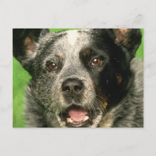 Australian Cattle Dog Postcard