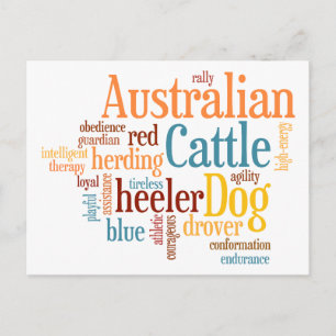 Australian Cattle Dog Postcard