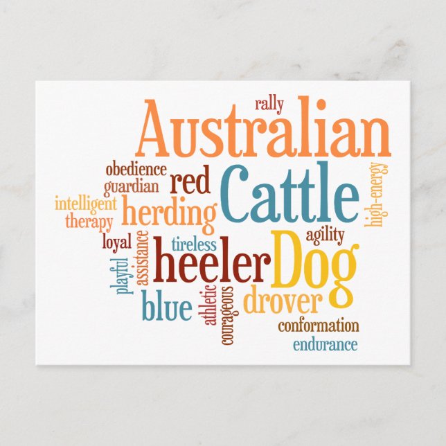 Australian Cattle Dog Postcard (Front)