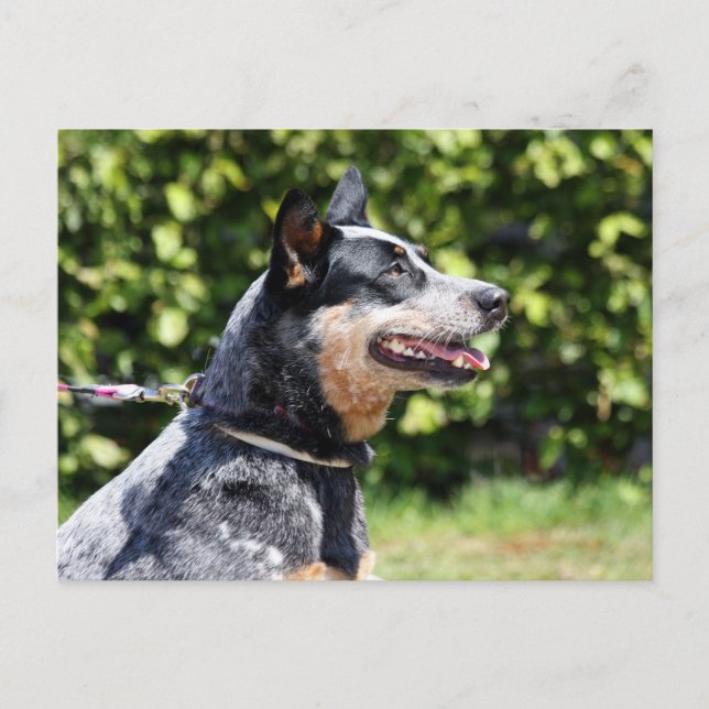 australian cattle dog postcard (Front)