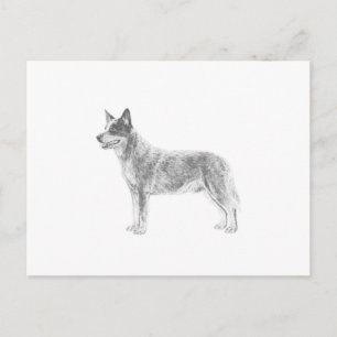 Australian Cattle Dog Postcard