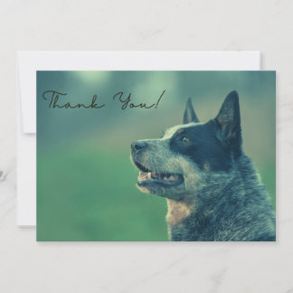 Australian Cattle Dog Thank You Card
