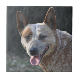 Australian Cattle Dog Tile
