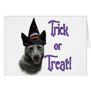 Australian Cattle Dog Trick