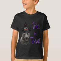 Australian Cattle Dog Trick
