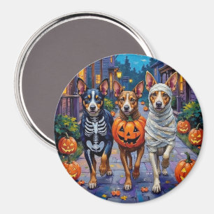 Australian Cattle Trick-or-Treating in Halloween Magnet