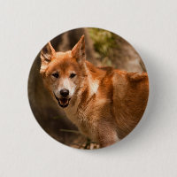 Australian Dingo badge