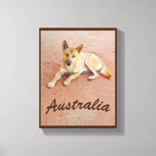 Australian dingo canvas print