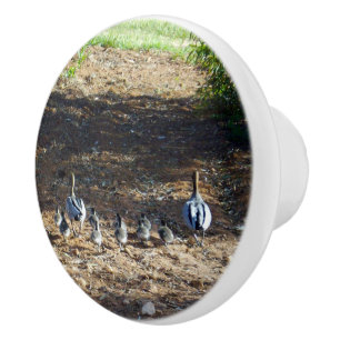Australian Duck Family Time For Walkies, Ceramic Knob