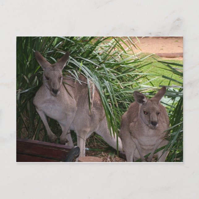 Australian Eastern Grey Kangaroo Postcard (Front)