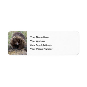 Australian Echidna Cute Animal Photo