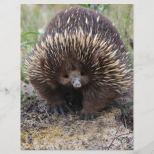 Australian Echidna Cute Animal Photo