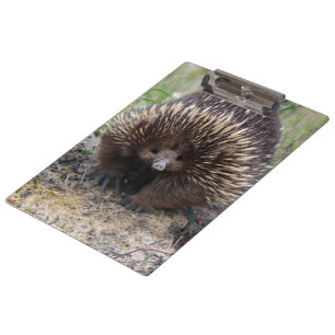 Australian Echidna Cute Animal Photo Clipboard