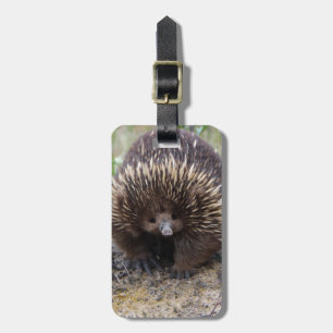 Australian Echidna Cute Animal Photo Luggage Tag