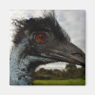 Australian Emu Close Up, Fridge Magnet