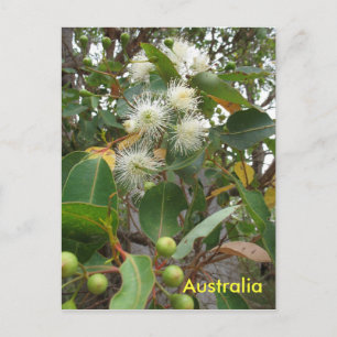 Australian eucalyptus tree in flower postcard