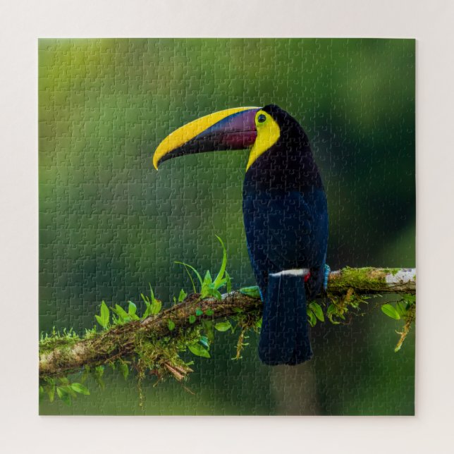 Australian exotic summer toucan bird challenging jigsaw puzzle (Vertical)