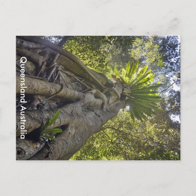 Australian Forest Postcard (Front)