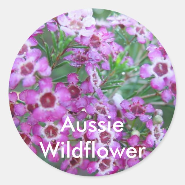Australian Geralton Wax Classic Round Sticker (Front)
