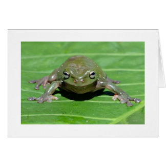 Australian Green Tree Frog