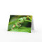 Australian Green Tree Frog photo greeting card