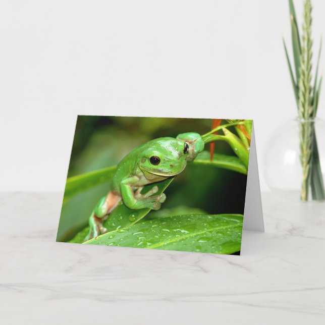 Australian Green Tree Frog photo greeting card (Front)