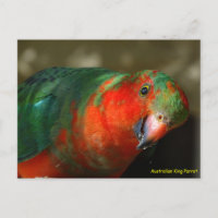 Australian Juvenile Male King Parrot