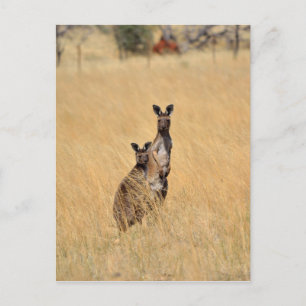 Australian Kangaroos Post card