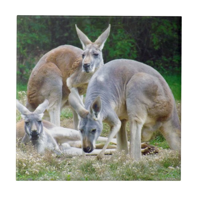 Australian Kangaroos Relaxing in the Sun Tile (Front)